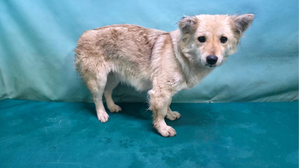 neugle pet 경북 경산 2026 00089