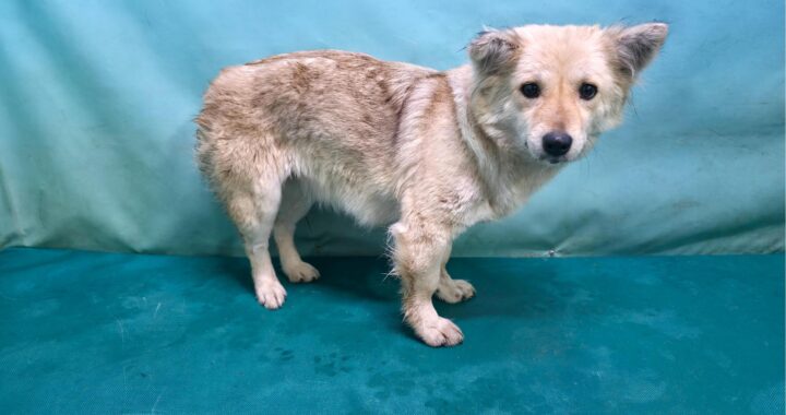 neugle pet 경북 경산 2026 00089