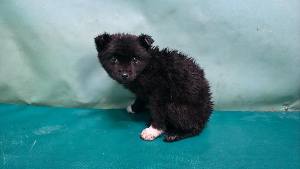 neugle pet 경북 경산 2026 00090