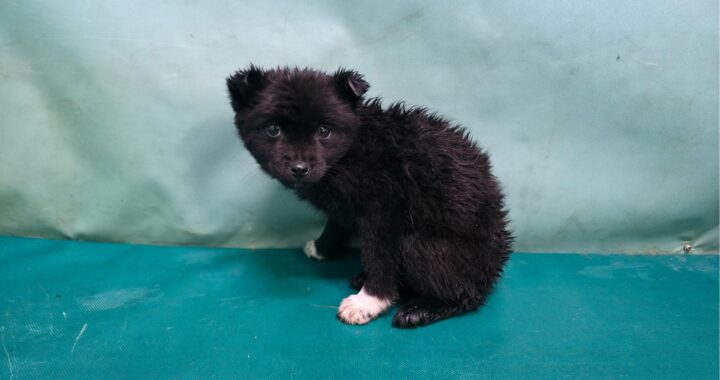 neugle pet 경북 경산 2026 00090