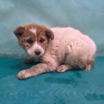 neugle pet 경북 경산 2026 00091 1