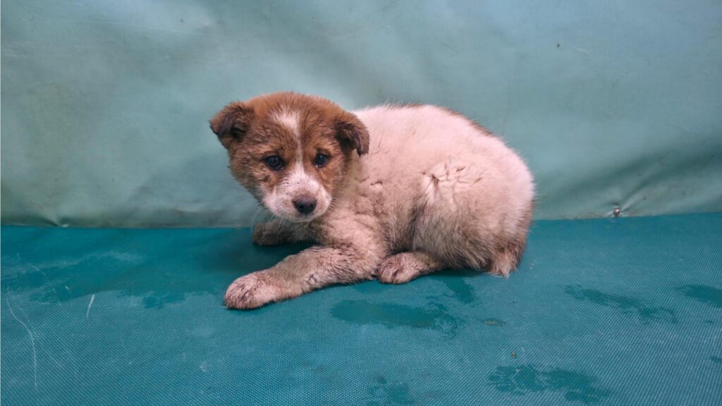 neugle pet 경북 경산 2026 00091