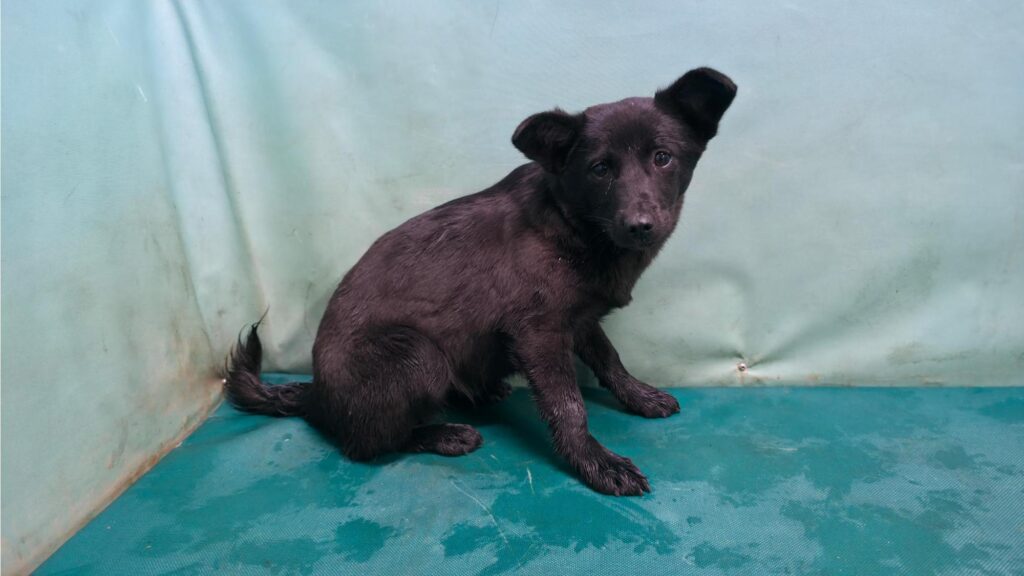 neugle pet 경북 경산 2026 00092