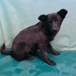 neugle pet 경북 경산 2026 00092