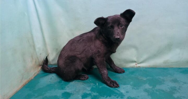 neugle pet 경북 경산 2026 00092