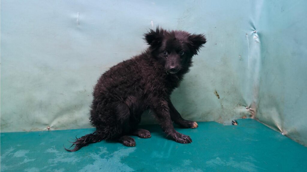 neugle pet 경북 경산 2026 00093