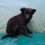 neugle pet 경북 경산 2026 00093