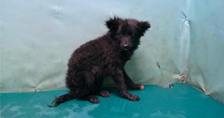 neugle pet 경북 경산 2026 00093