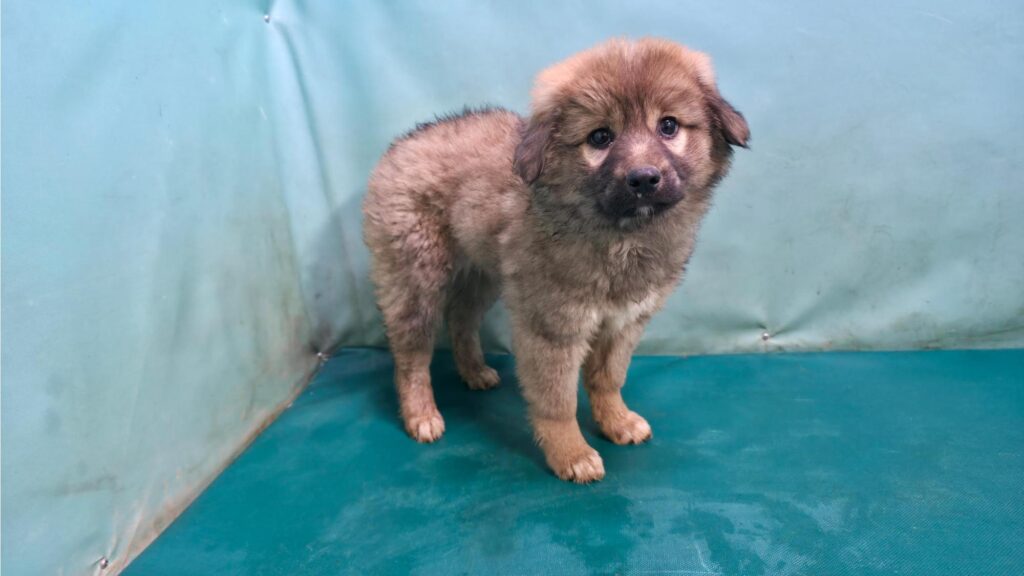 neugle pet 경북 경산 2026 00094