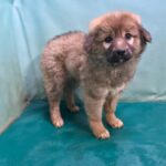 neugle pet 경북 경산 2026 00094