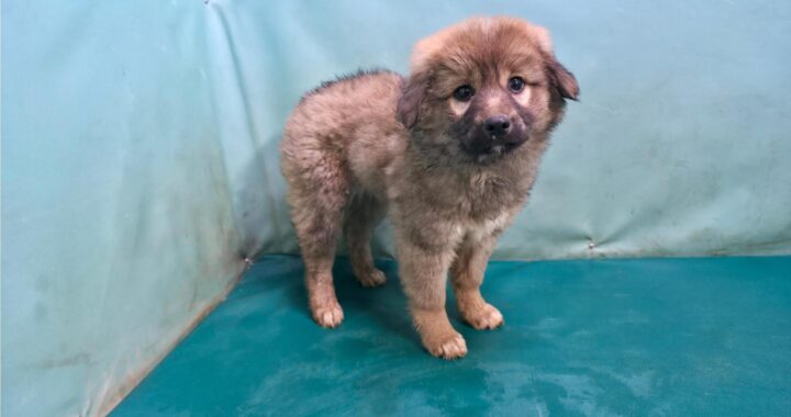 neugle pet 경북 경산 2026 00094