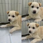 neugle pet 경북 경주 2026 00164