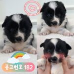 neugle pet 경북 경주 2026 00182