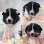Hoppang-Faced Charm: A Korean Mixed Breed Puppy's Plea for International Adoption from Gyeongju 8 neugle pet 경북 경주 2026 00183