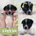 neugle pet 경북 경주 2026 00184