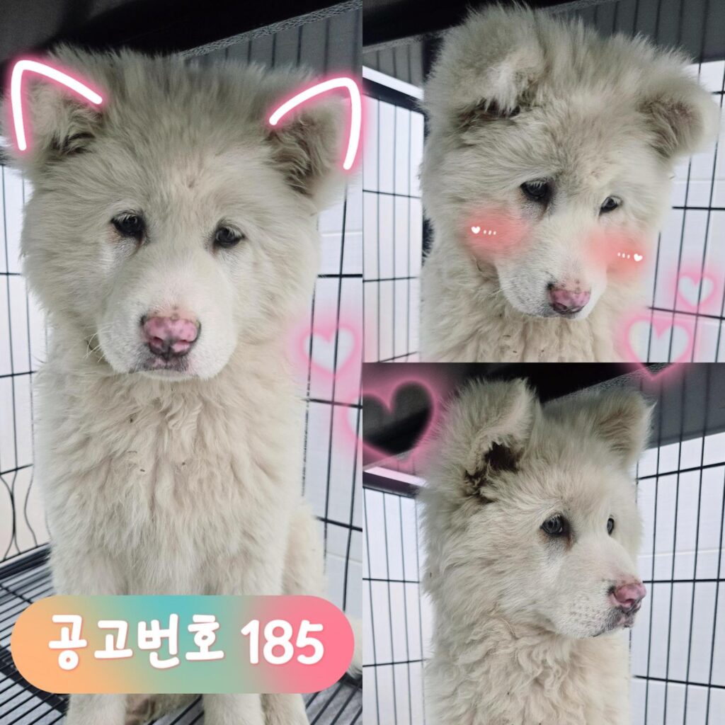 neugle pet 경북 경주 2026 00185