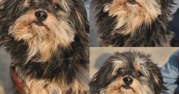 neugle pet 경북 경주 2026 00186