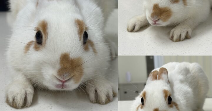 neugle pet 경북 경주 2026 00187