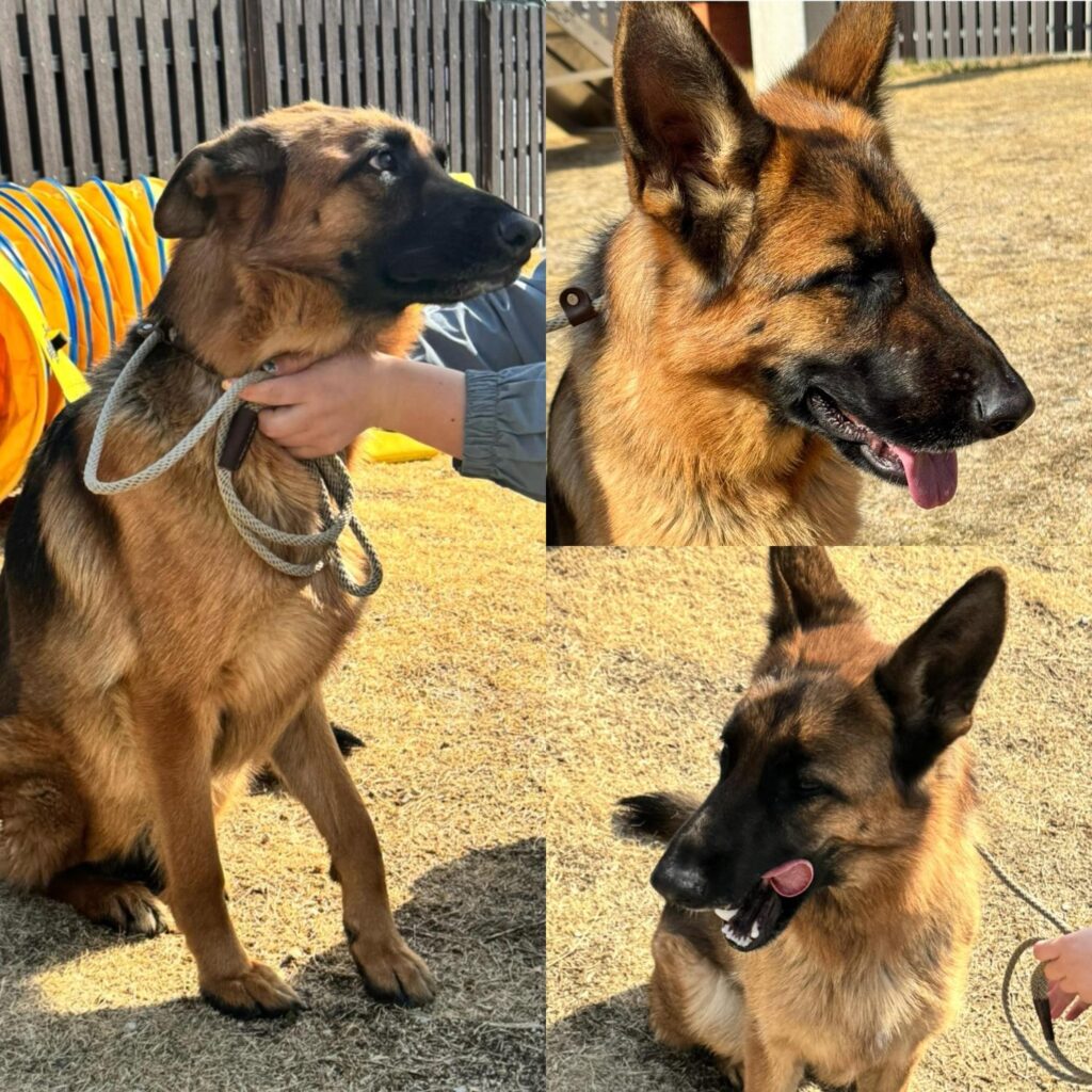 neugle pet 경북 경주 2026 00219