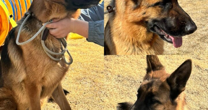 neugle pet 경북 경주 2026 00219