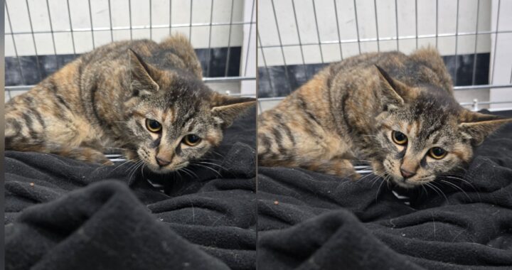 neugle pet 경북 경주 2026 00220