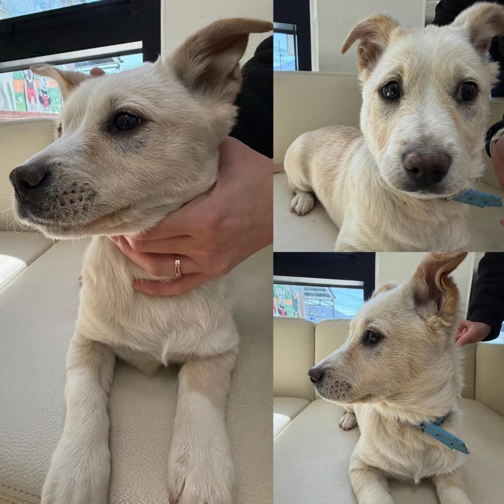 neugle pet 경북 경주 2026 00221