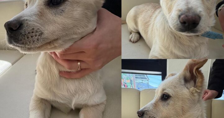 neugle pet 경북 경주 2026 00221