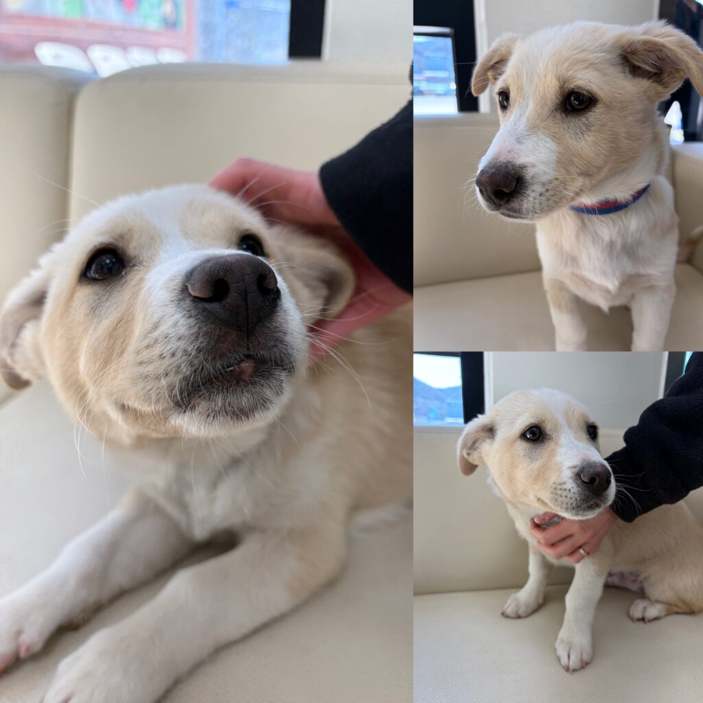 neugle pet 경북 경주 2026 00222