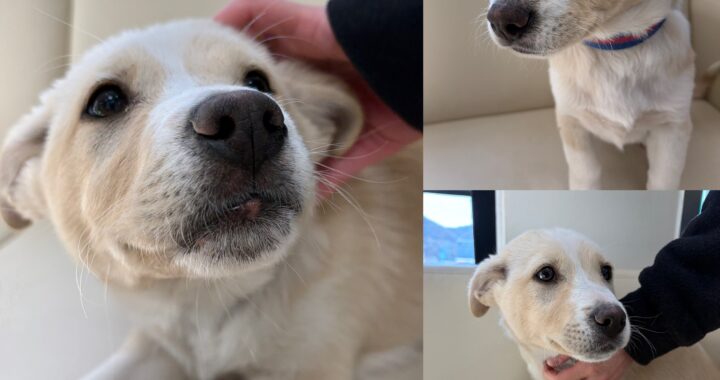 neugle pet 경북 경주 2026 00222