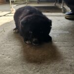 neugle pet 경북 고령 2026 00031