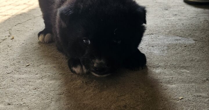 neugle pet 경북 고령 2026 00031