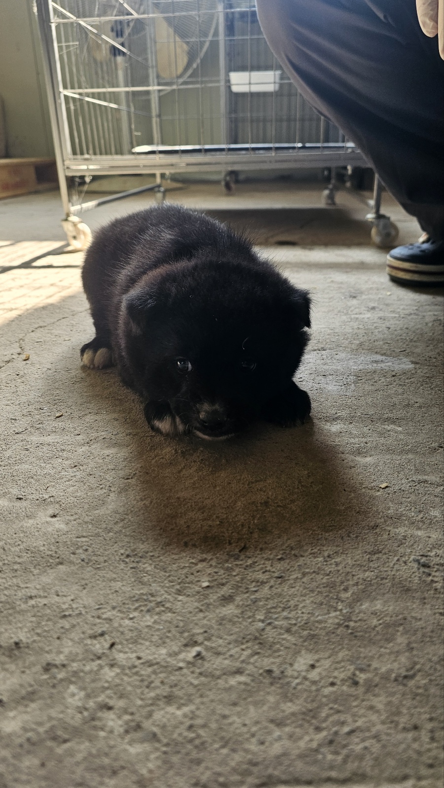 neugle pet 경북 고령 2026 00031