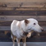 neugle pet 경북 고령 2026 00032