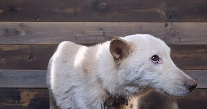 neugle pet 경북 고령 2026 00032