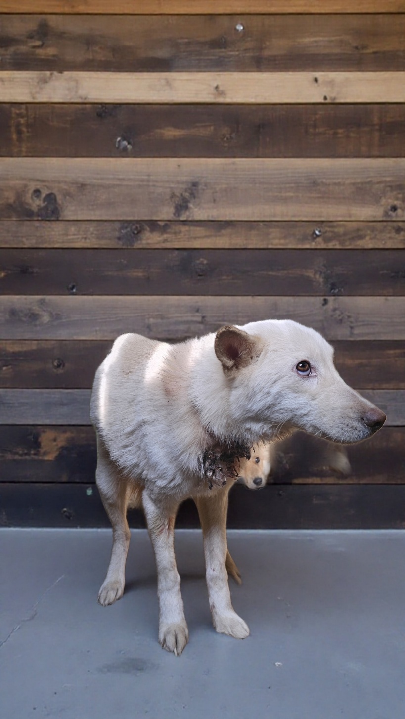 neugle pet 경북 고령 2026 00032