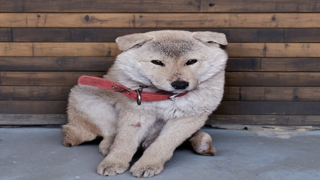 neugle pet 경북 고령 2026 00033