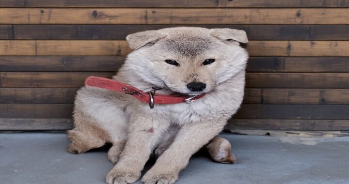 neugle pet 경북 고령 2026 00033