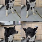 Sindong: The Gentle 믹스견 from Gumi City, South Korea, Seeking International Adoption 11 neugle pet 경북 구미 2026 00090