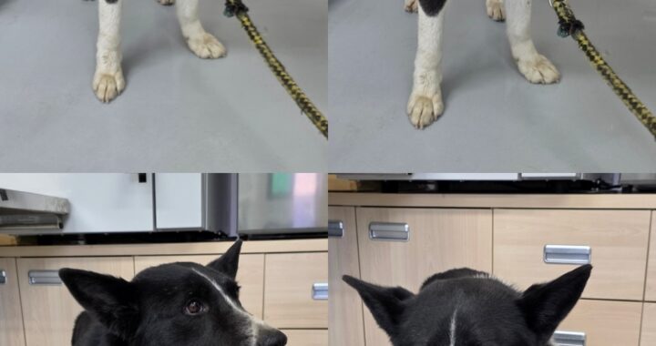 neugle pet 경북 구미 2026 00090