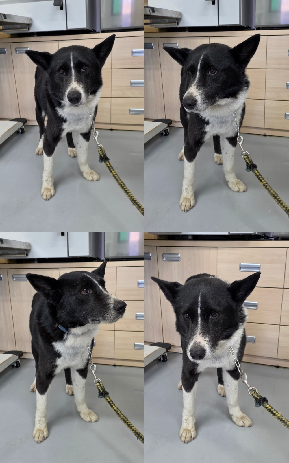 neugle pet 경북 구미 2026 00090