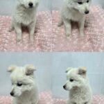 neugle pet 경북 구미 2026 00091