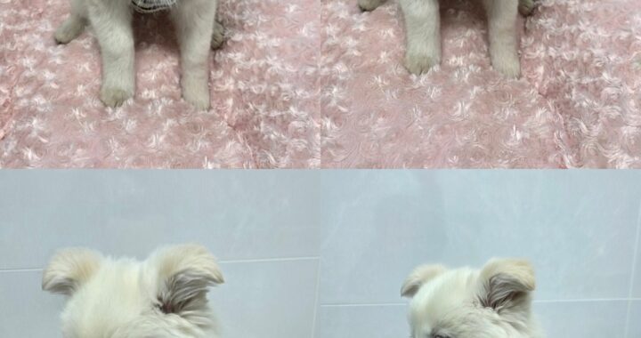 neugle pet 경북 구미 2026 00091