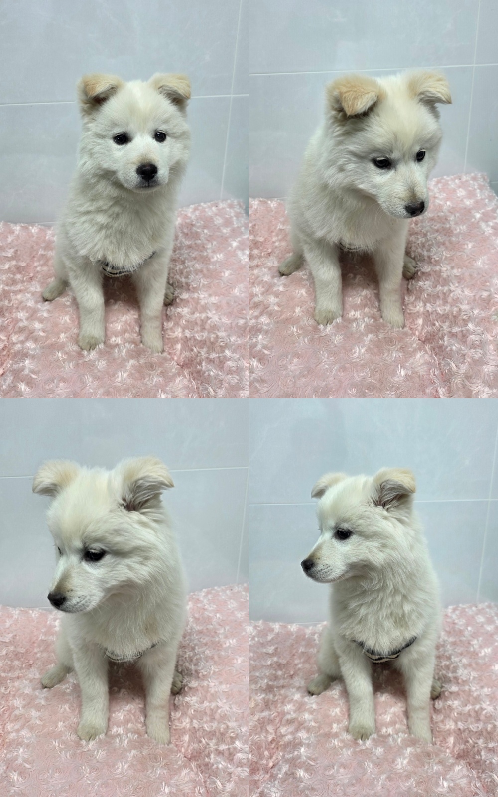 neugle pet 경북 구미 2026 00091