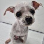 neugle pet 경북 김천 2026 00090