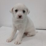 neugle pet 경북 김천 2026 00096