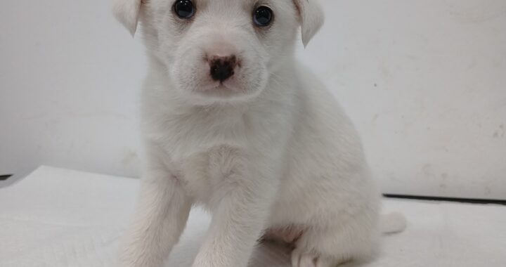 neugle pet 경북 김천 2026 00096