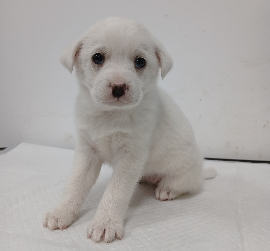 neugle pet 경북 김천 2026 00096