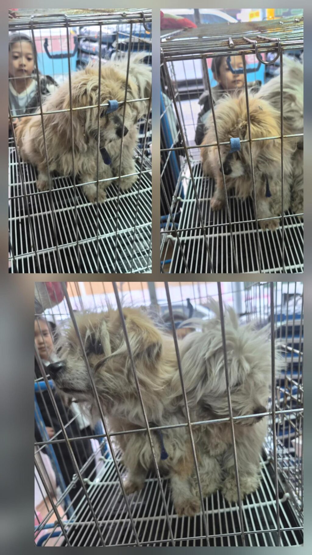 neugle pet 경북 문경 2026 00087