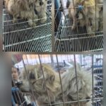 neugle pet 경북 문경 2026 00087