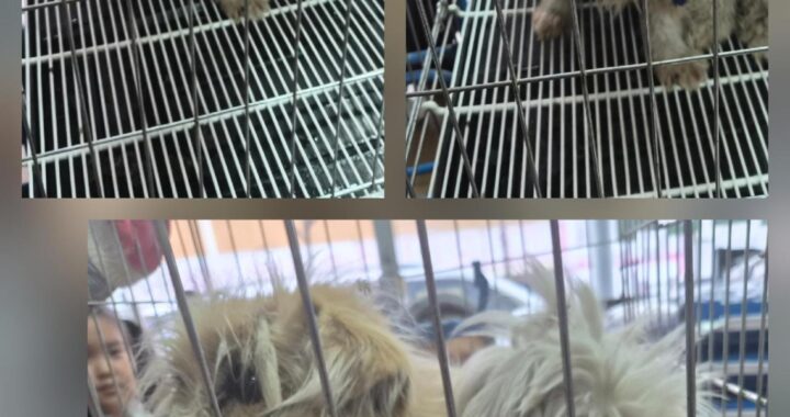 neugle pet 경북 문경 2026 00087